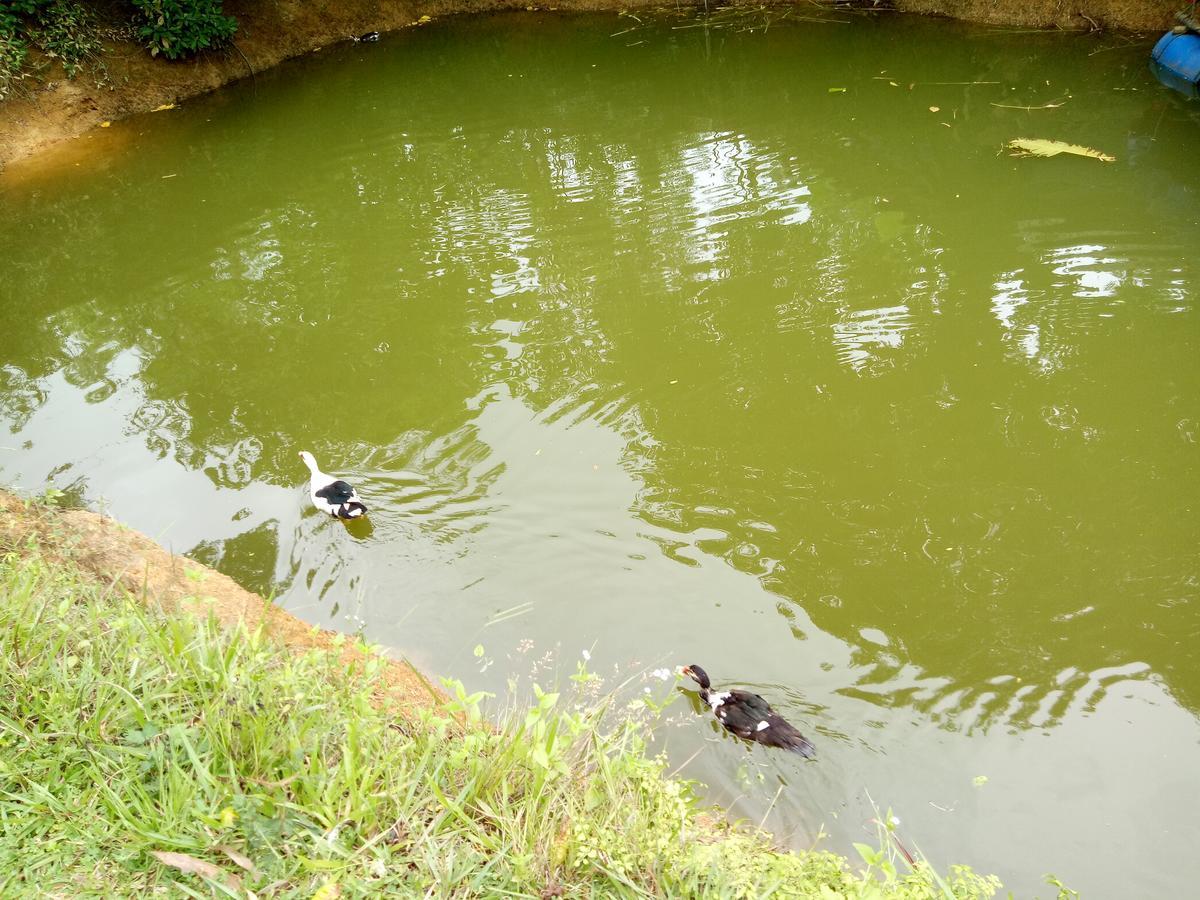 Phong Nha Rice Field Homestay Exterior foto