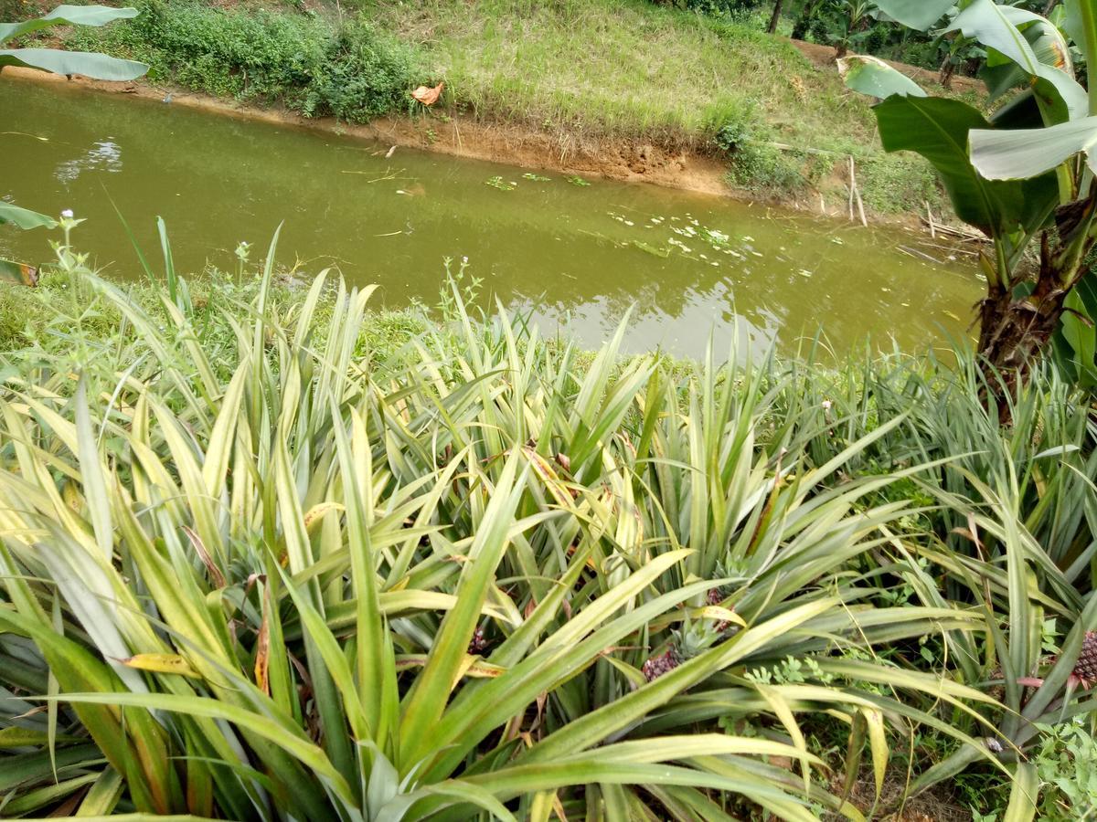 Phong Nha Rice Field Homestay Exterior foto