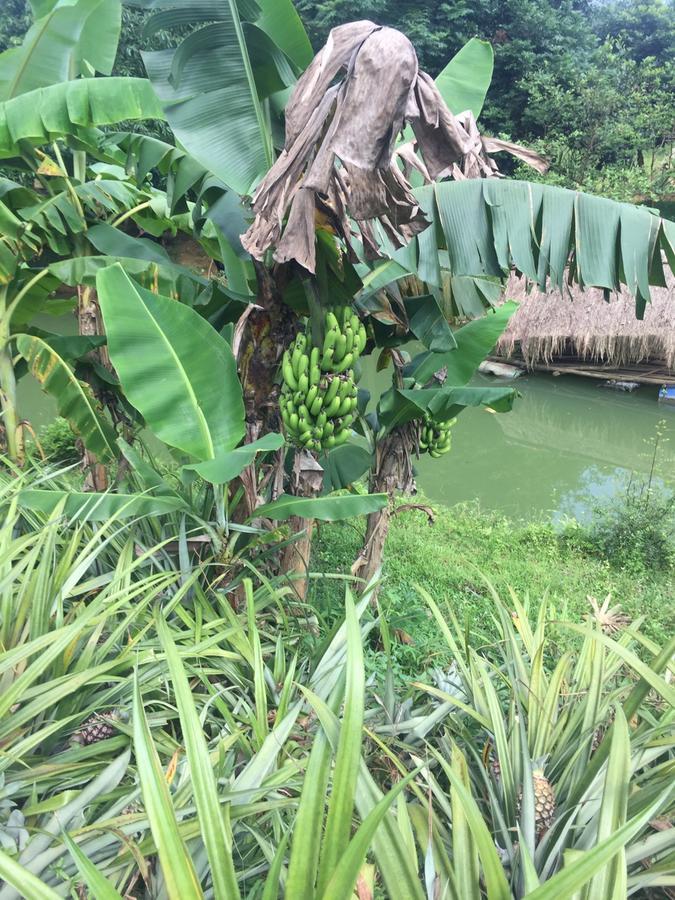 Phong Nha Rice Field Homestay Exterior foto